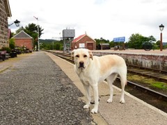 青岛红骨猎浣熊犬