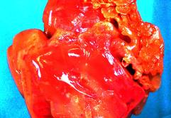 闵行私人收购猪砂私下高价收购古玩