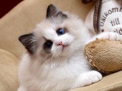 虹雨猫舍