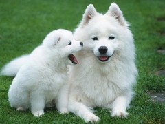 福州罗得西亚脊背犬