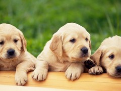 南昌硬毛指示格里芬犬