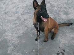 豆豆犬舍