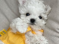 犬舍繁殖基地