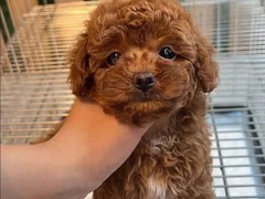 包头阿富汗猎犬领养
