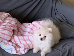 广州博爱犬舍