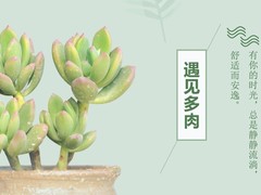 乌鲁木齐多肉盆栽