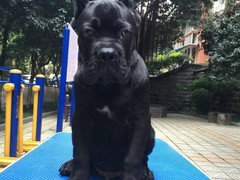 亨达犬业