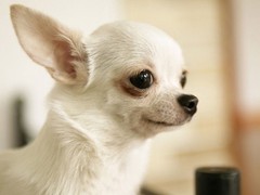 泰州粗毛柯利犬