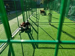 嘉兴训犬学校