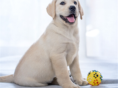 爱宠乐犬舍