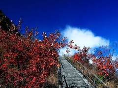 誠志天鴻