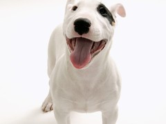天津哈瓦那犬