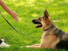 马鞍山孙亮星狗连锁品牌训犬基地