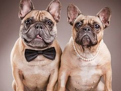 南昌硬毛指示格里芬犬
