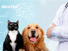 嘉兴宠物猫医院