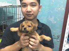 上海普陀区宠物救助领养收养收容中心