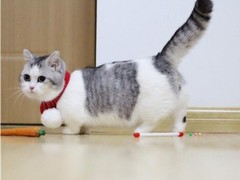 美华猫舍