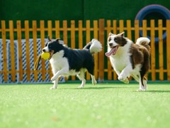 嘉兴训犬学校