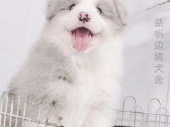 益帆边境犬舍