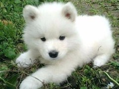 至尊犬舍