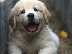 广东铃铛犬舍繁殖基地