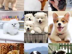 广州博爱犬舍