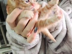 上海浦东新区宠物流浪狗流浪猫小动物救助领养收容收养中心站