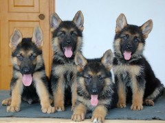 泰州美国英国猎浣熊犬