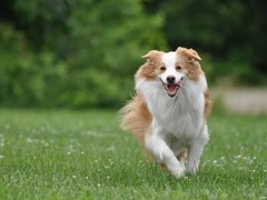 高端萌宠
