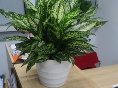 上海林航绿化工程有限公司