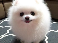 大连芬兰拉普猎犬