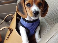 豆豆犬舍