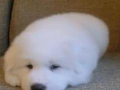 盛诚犬业