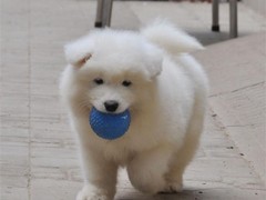 犬舍繁殖基地