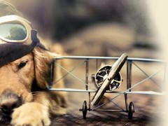 亨达犬业