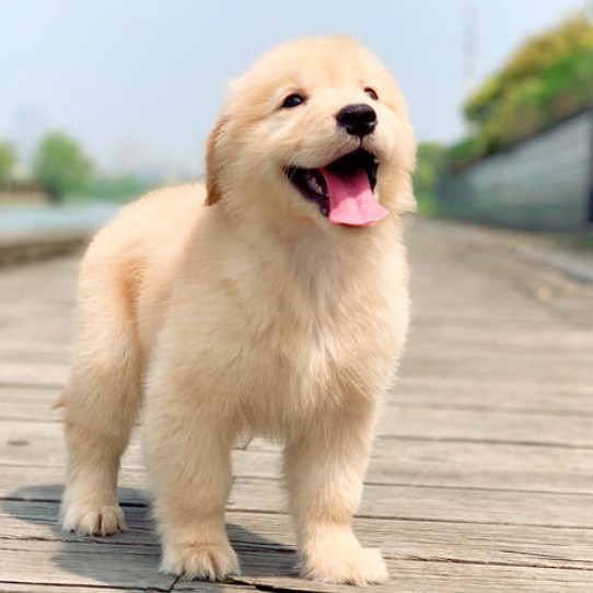 犬舍繁殖基地