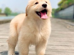 爱宠乐犬舍