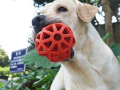 盐城训犬基地