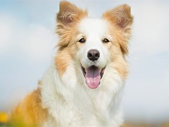 南昌硬毛指示格里芬犬