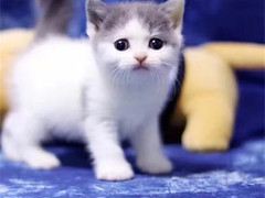 小许宠物