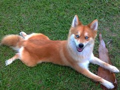 嘉兴爱尔兰雪达犬