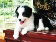 益帆边境犬舍
