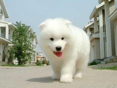 爱宠乐犬舍