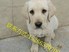 吉祥犬舍