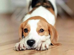 大连巴吉度犬