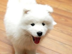 绵阳牧羊犬出售
