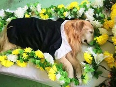 绍兴宠物火化价格