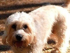 福州罗得西亚脊背犬
