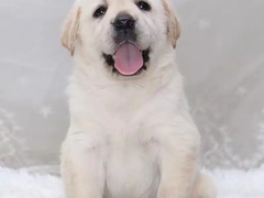 爱宠乐犬舍