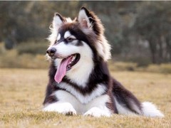 豆豆犬舍